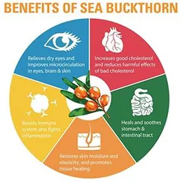 VedoMax Organic Sea Buckthorn Berries Powder, Sea Buckthorn Powder 150 GM - Rich in Collagen, Fibre, Omegas and High Source of Vitamins and Phytonutri