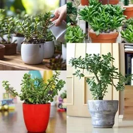Casa De Amor Organic Jade Plant Fertilizer, Heathier Greener and Shinier Leaves | Jade Good Luck Feng Shui Plant Fertilizer (900 gm) (FROM INDIA)NUZ