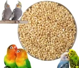 Love Birds Food l Bird Feed Lovebirds l Bird Feed Millet l Bird Feed Bajiri 500g