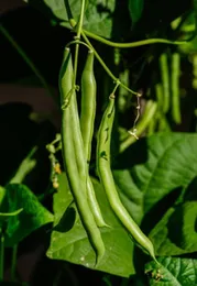 Premium Quality Beans Seeds – 5Pack for Home & Farm Cultivation