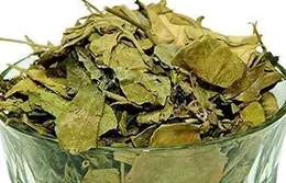 VedoMax Gurmar Leaves - Gudmar Leaves - Gymnema Sylvestre - Periploca Of The Woods - गुरमार पत्तियां...