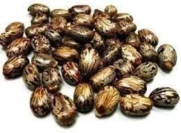 VedoMax Arandi Beej | Castor Seeds | Arandi Ke Beej | (100 gm)