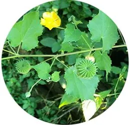 Yamkay Thuthi Leaf Indian Mallow Leaf Powder, Abutilon Indicum Thuthi Ilai Podi Powder100 gm