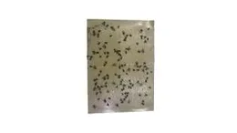 Pack of 05 , 20 Fly Glue Trap Sticker Paper/Sticky Traps for Home Flies