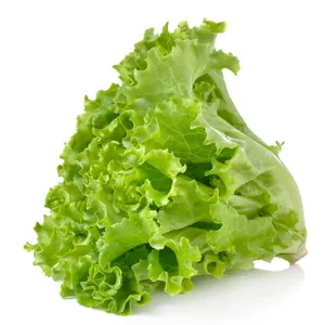 Lollorrosso Green Per Bunch