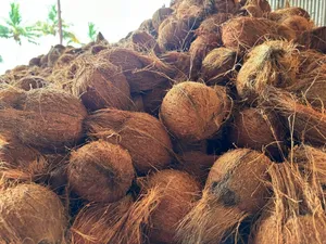 Coconut