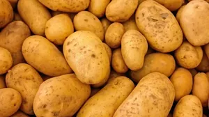 Potato