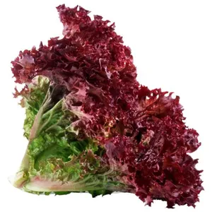 Lollorrosso Red Per Bunch