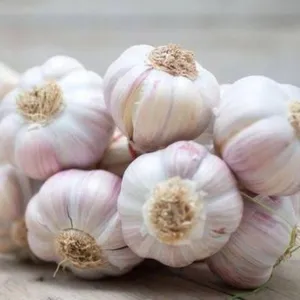 Garlic