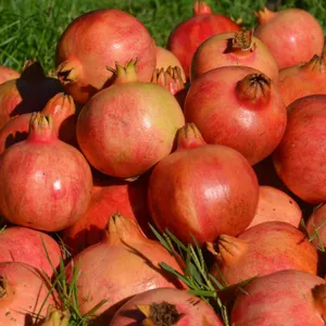 Pomogranate