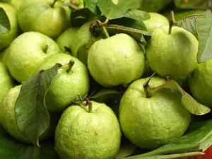 Guava