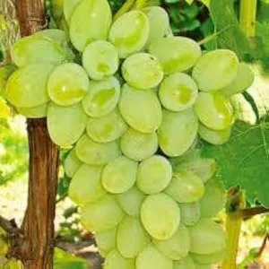 Grapes (White)