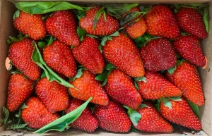 Strawberry 1 Box