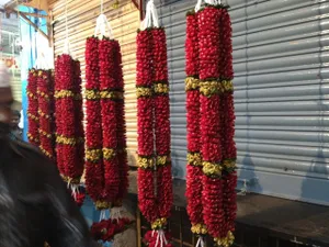 Roses Haar
