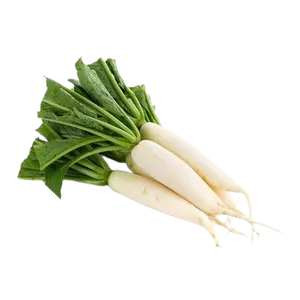 WHITE RADDISH