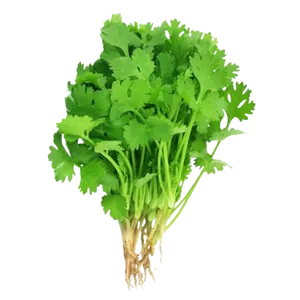 CORIANDER