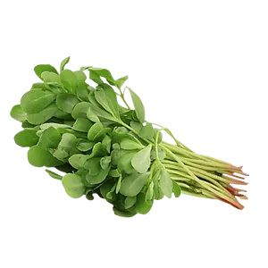 REJLA