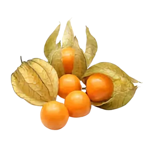 PHUSALIS