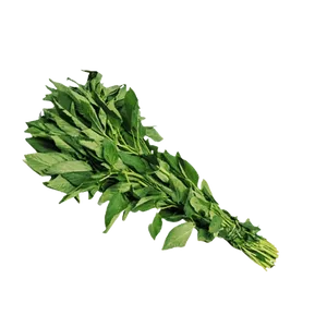MOLOKHIA