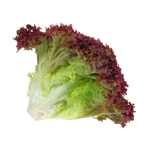 LETTUCE LOLO ROSSO