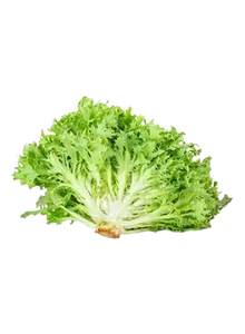 LETTUCE FRISEE