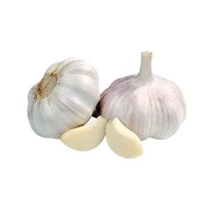 GARLIC