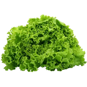 LETTUCE LOLO BIONDA
