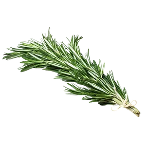 ROSEMARY
