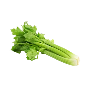 CELERY