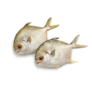 Rupchanda Fish