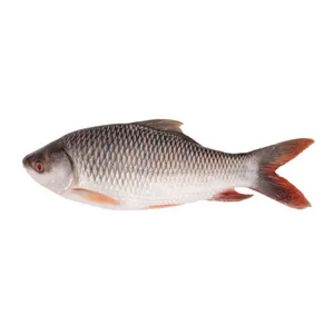 Rohu Fish