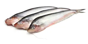 Pabda Fish