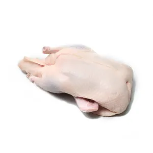Frozen Duck
