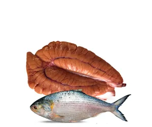 Hilsa Fish Egg