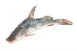 Ayer Fish