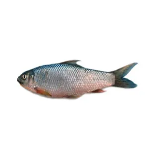 Nola Fish