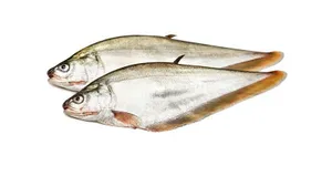 Foli Fish