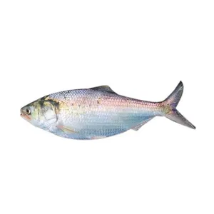 Hilsa Fish