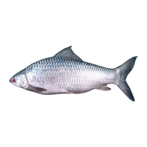 Mrigal Fish