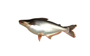 Pangas Fish