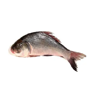 Katla/Katol Fish