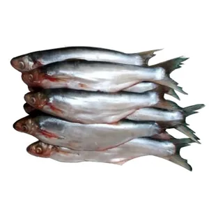 Bacha Fish