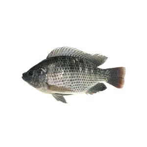 Tilapia Fish