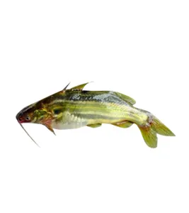 Gulsha / Tengra Fish