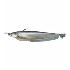Boal Fish