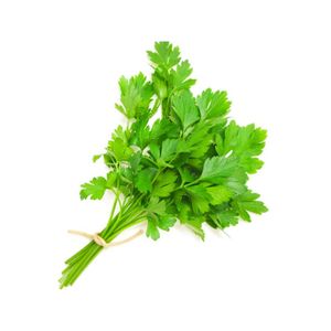 Coriander Leaf