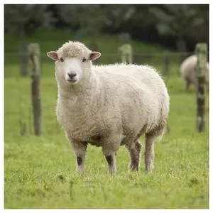 [SALE] Lamb Aqiqah approx. 41lb – 59lb (Read the Product details)