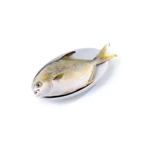 Golden Pompano Fish (~1.6-1.8lb)