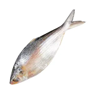 Bangladeshi Hilsha (~1.2-1.5Kg)