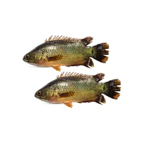 Bangladeshi IQF KOI (Climbing Perch) (500g)